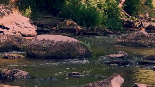 Sungai Keila Mengalir Diantara Bebatuan Hutan — Stok Video