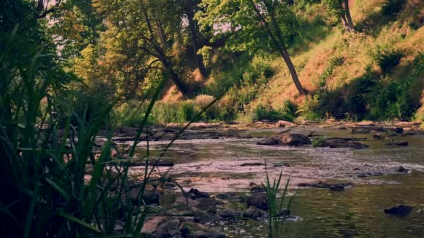 Keila Rzeki Przepływające Między Skały Lesie — Wideo stockowe