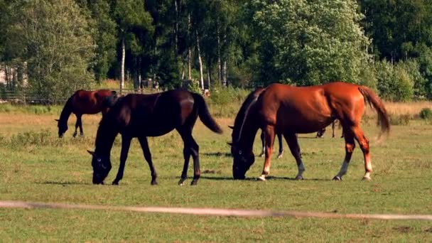 Pferde Weiden Und Fressen Gras Auf Einer Grünen Wiese Auf — Stockvideo