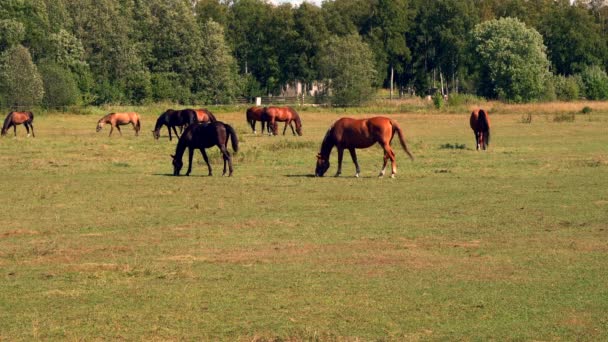 Pferde Weiden Und Fressen Gras Auf Einer Grünen Wiese Auf — Stockvideo