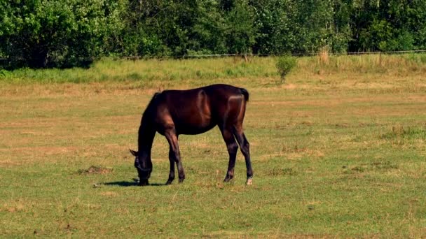 Paarden Grazen Gras Eten Een Groene Weide Een Boerderij — Stockvideo