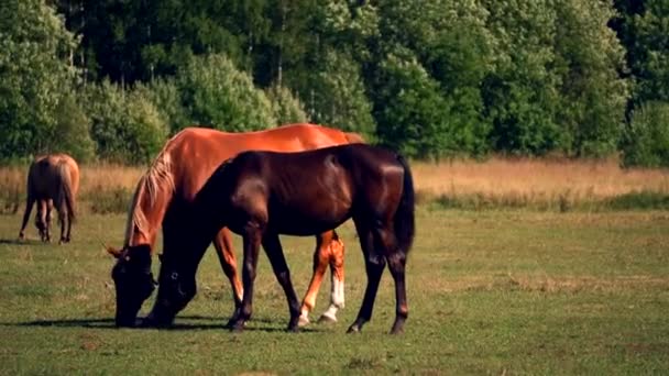 Άλογα Που Βόσκουν Και Τρώνε Χόρτο Ένα Καταπράσινο Λιβάδι Ένα — Αρχείο Βίντεο