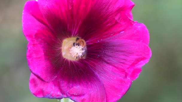 Ape Raccoglie Polline Dal Fiore Malva Giardino — Video Stock