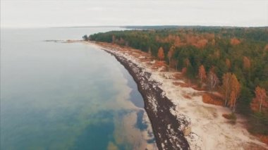 Drone görüntüleri. Baltık Denizi kıyısında bir bulutlu sonbahar günü yeşil çam ve sararmış yaprak döken ağaçlar bir fon ile. Harju, Estonya