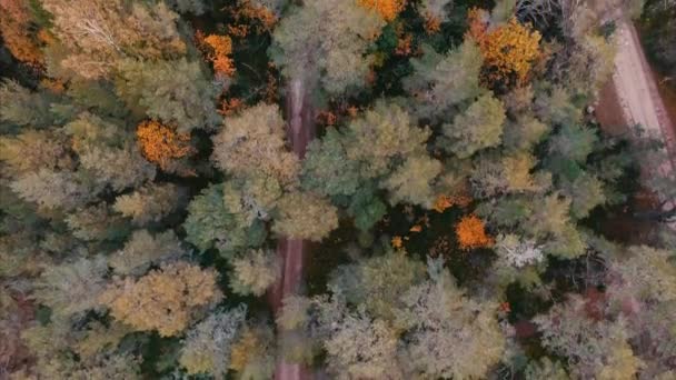 Drone Footage Baltic Sea Coast Cloudy Autumn Day Backdrop Green — Stock Video