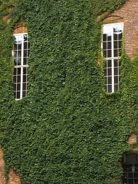 Ivy Grows Wall Old Building Windows — Stock Photo, Image