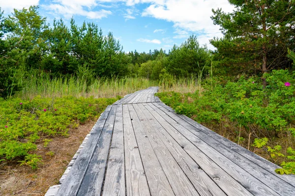 Wooden trail through wood forest with heave planks in wood. Footpath through nature in forest