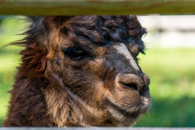 Güney Estonya 'nın Parnu kasabası yakınlarındaki Alpaca Çiftliği' nde şirin kahverengi budanmış Alpaka. 