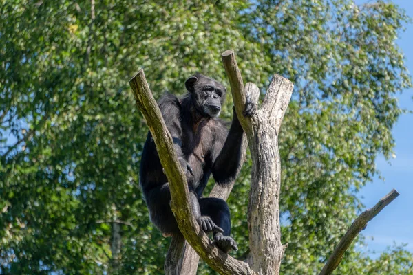 Проблема Глобального Потепления Старый Шимпанзе Сидит Засохшем Дереве Люди Разрушают — стоковое фото