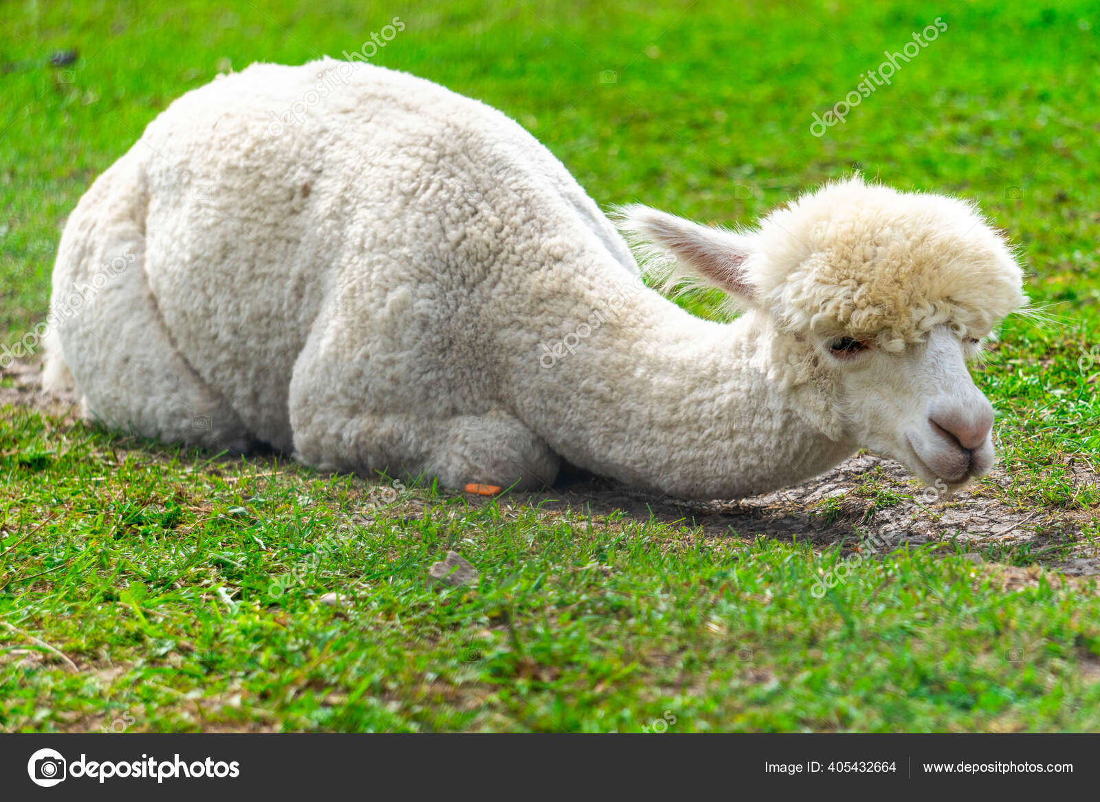 Cute Peruvian Trimmed Alpaca Alpaca Farm South Estonia Stock