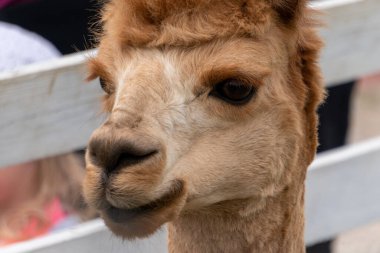 Şirin Perulu Güney Estonya 'daki Alpaca Çiftliği' nde Alpaka budadı. 