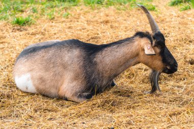 Çiftlikteki kahverengi keçiler. Otlaktaki güzel keçi