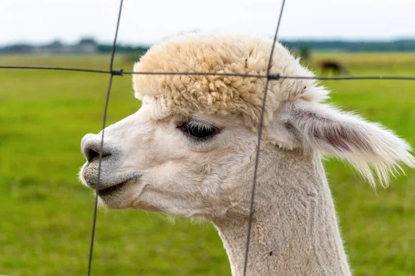 Aranyos Perui Nyírt Alpaca Dél Észtországi Alpaca Farm — Stock Fotó