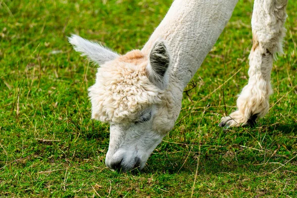 Perui Aranyos Díszített Alpaca Dél Észtországi Alpaca Farmon Jogdíjmentes Stock Képek
