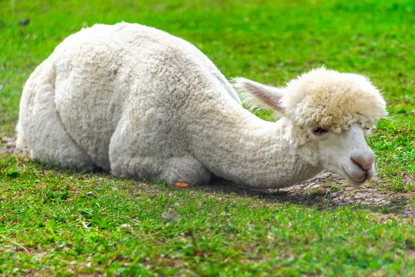 Aranyos Perui Nyírt Alpaca Dél Észtországi Alpaca Farm Jogdíjmentes Stock Képek