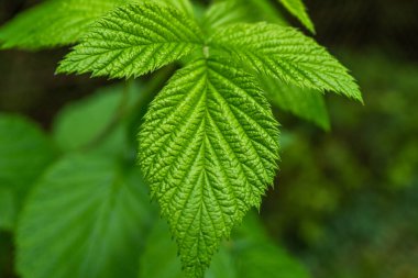 Makro arkaplan dokusunu terk eder