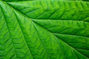 Makro arkaplan dokusunu terk eder