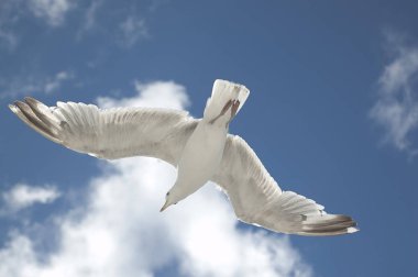 Beyaz kuş mavi gökyüzünde uçan
