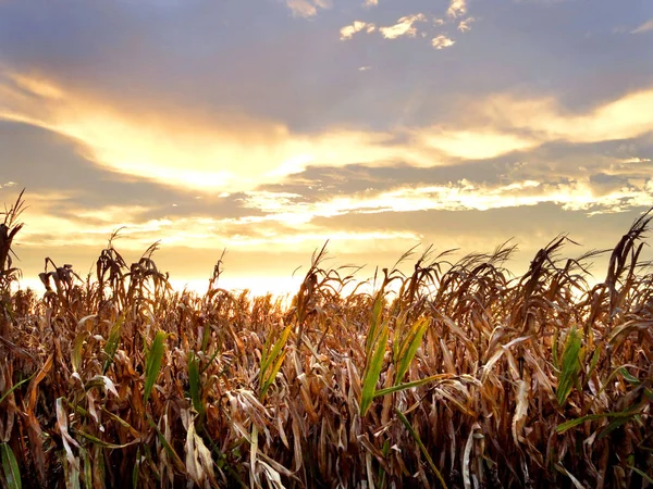 Gün batımında mısır tarlası