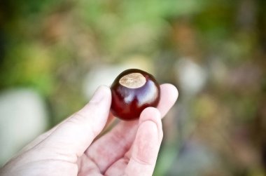 El parmaklarında bir Buckeye Tree deli tutarak