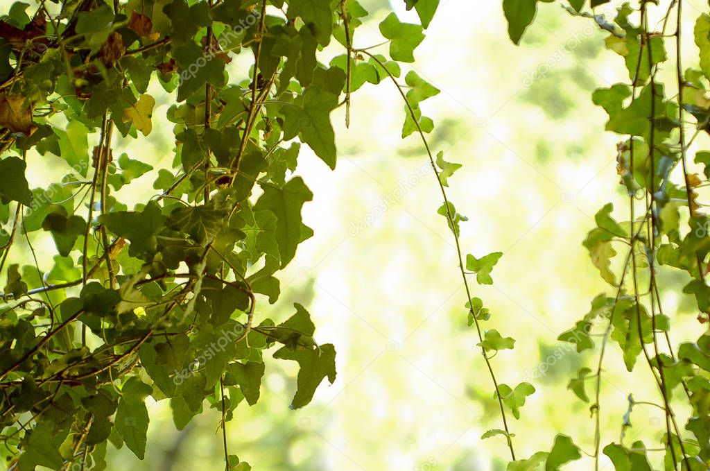 Hanging Ivy Vines with Sunlight