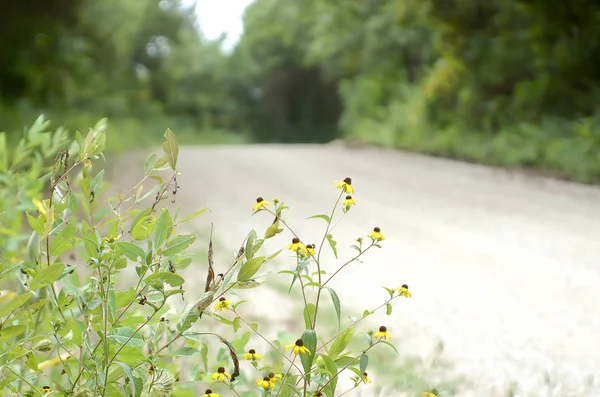 Flores Silvestres Creciendo Junto Una Carretera Grava — Foto de Stock