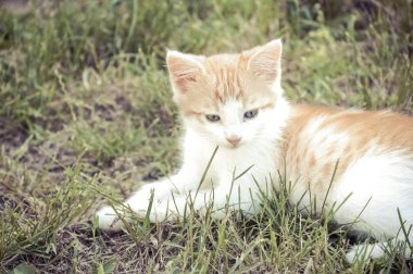 Kabarık turuncu ve beyaz çim döşeme kedicik