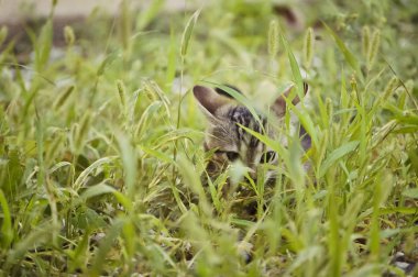 Bir şey takip çim saklanarak küçük Tabby yavru kedi