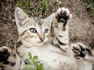 Otların arasında inişli çıkışlı oynak Tabby yavru kedi