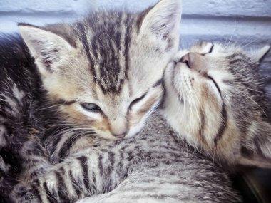 İki sevimli tekir yavru kedi