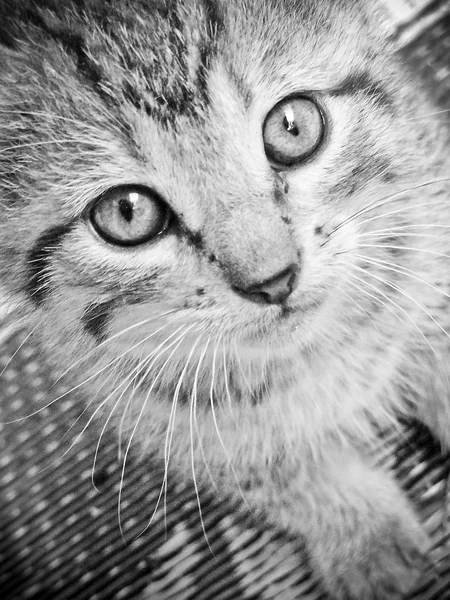 Noir Blanc Gros Plan Chaton — Photo