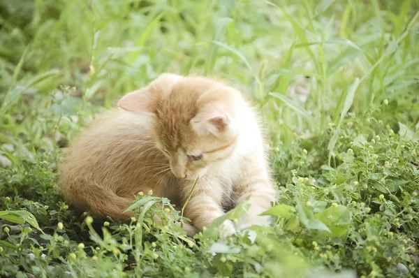 Oranžové Žluté Kitten Hrát Venku Trávě — Stock fotografie