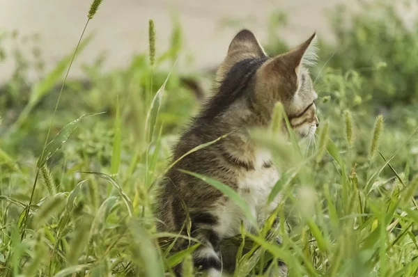 Tabby Chaton Dans Herbe Haute Avec Dos Tourné — Photo