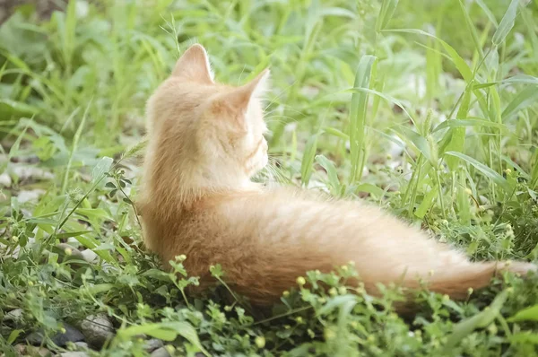 Oranje Geel Kitten Het Gras Leggen — Stockfoto