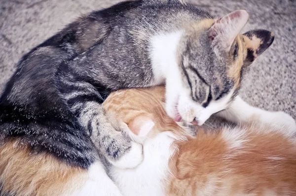 Mutter Katze Säugt Und Putzt Ihr Kätzchen — Stockfoto