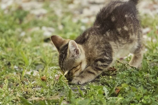 Jeune Chaton Tabby Qui Gratte Creuse Sur Sol — Photo