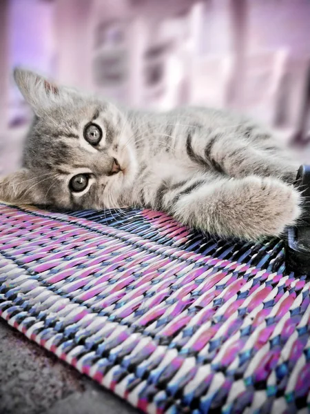 Pembe bir arka plan ile kat Mat üzerinde döşeme kabarık gri kedicik