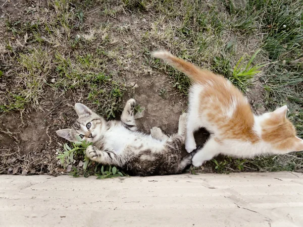 Dwa Kociaki Grając Zewnątrz Trawie Obok Ściany — Zdjęcie stockowe