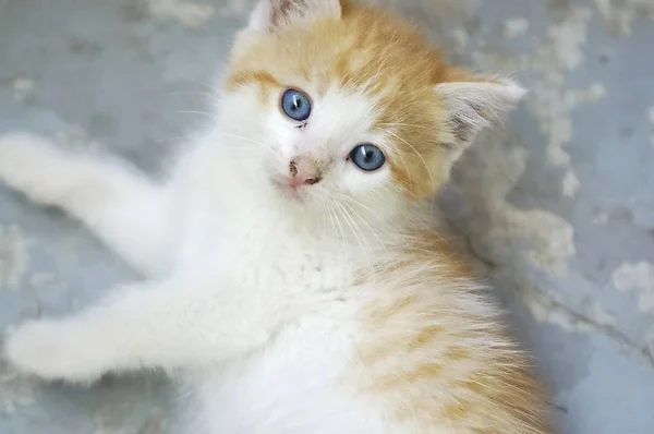 Bonito Laranja Branco Gatinho Deitado Azul Cinza Grunge Fundo — Fotografia de Stock