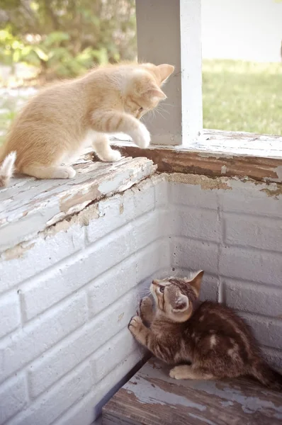 Dvě Koťata Hrají Venku Verandě Budovy — Stock fotografie