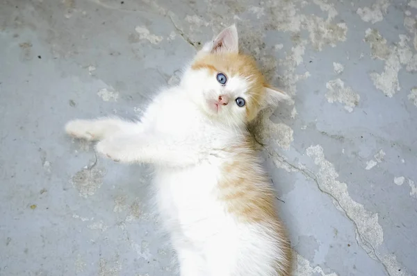 Bonito Laranja Branco Gatinho Deitado Azul Cinza Grunge Fundo — Fotografia de Stock