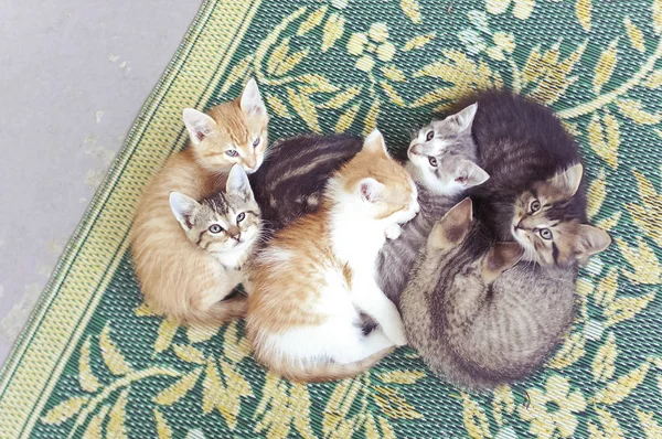 Portée Chatons Couchés Sur Tapis Floral — Photo