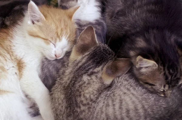 Nahaufnahme Von Pelzigen Kätzchen Die Zusammen Einem Haufen Schlafen — Stockfoto