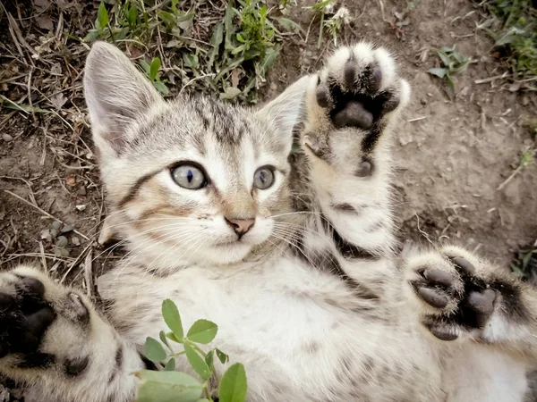 Brincalhão Tabby Kitten Rolando Grama — Fotografia de Stock