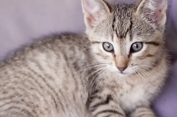 Tabby Kattunge Handpåläggning Lila Bakgrund — Stockfoto