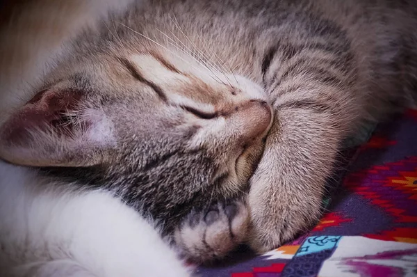 Jovem Gatinho Tabby Marrom Tomando Uma Sesta — Fotografia de Stock