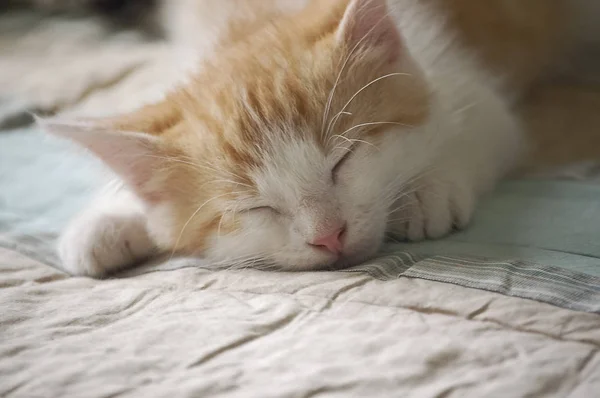 Young Yellow and White Kitten Sleeping on a Bed