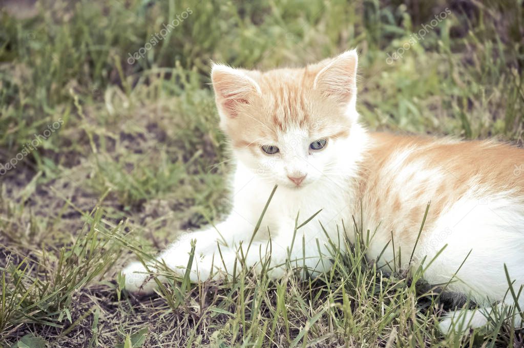 Fluffy Orange and White Kitten Laying in the Grass