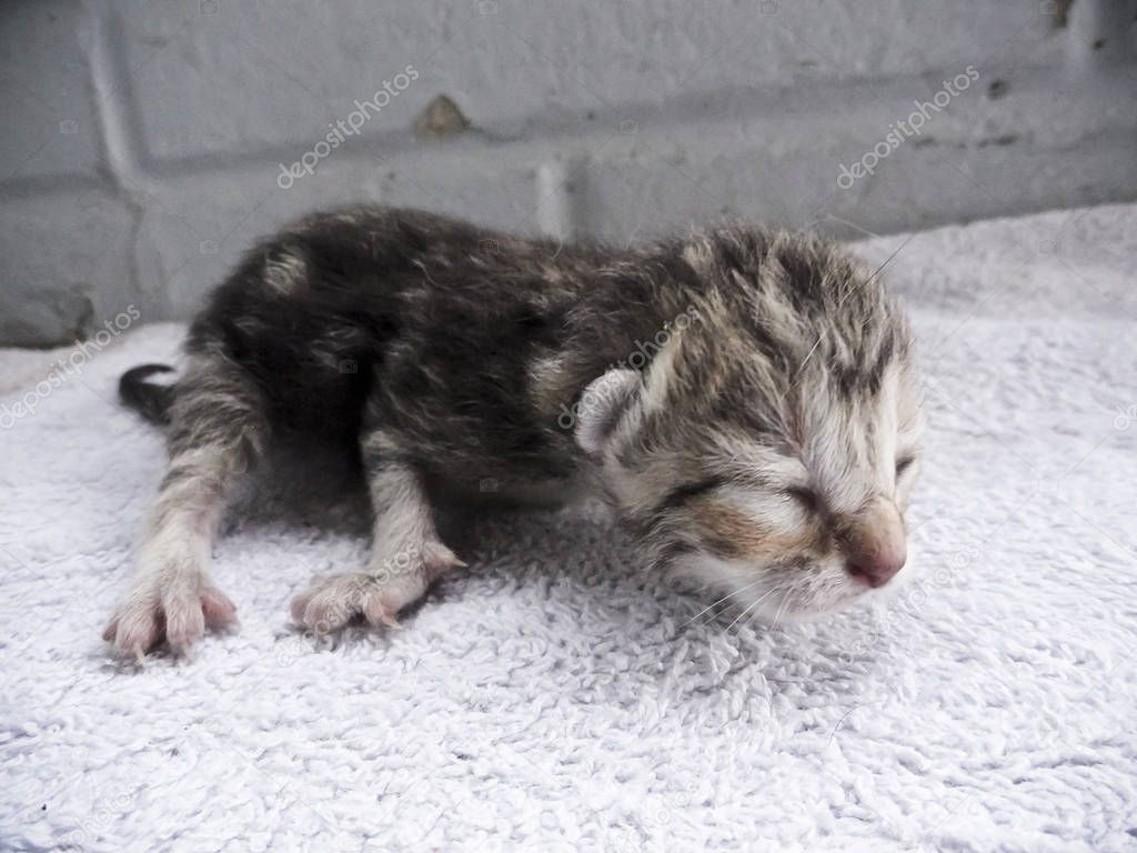 Tiny Newborn Tabby Kitten with Eyes Closed