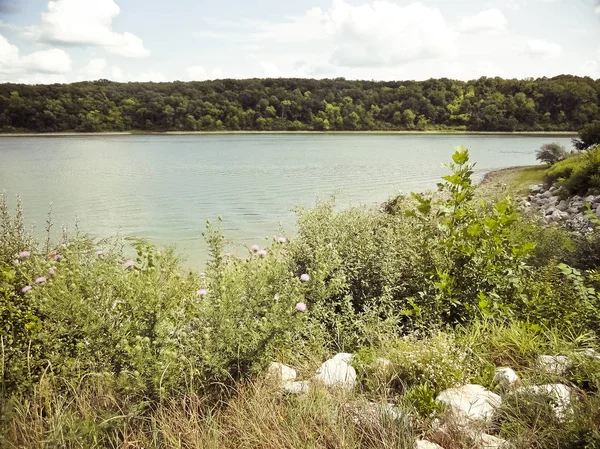 Wildflowers Rocks Lake Sunny Day — Stock Photo, Image